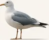 Realistic seagull