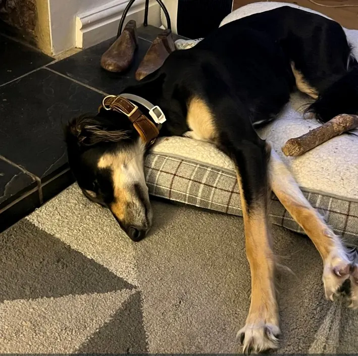Guest dog sleeping by the fireplace