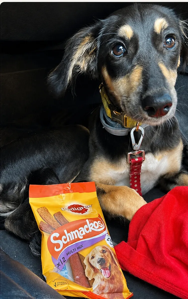 Guest dog with treats