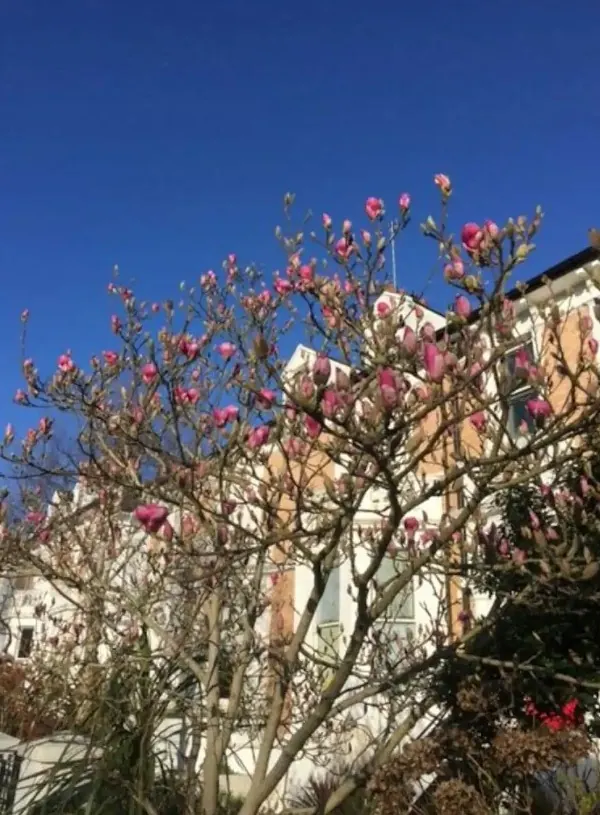 Spring blossom in Denmark Villas