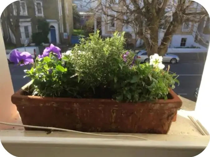 Window box at The Seaside Retreat in Hove